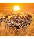 Wandkalender Wild Africa 2020