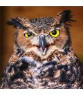 Wandkalender Owls 2020
