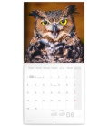 Wall calendar Owls 2020