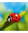 Wandkalender Ladybugs 2020