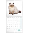 Wandkalender Kittens 2020