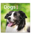 Wall calendar Dogs 2020