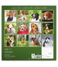 Wall calendar Dogs 2020