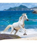 Wall calendar Horses and the Sea 2020