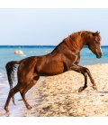 Wall calendar Horses and the Sea 2020