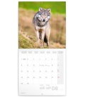 Wall calendar Wolves 2020
