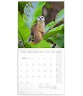 Wandkalender Meerkats 2020