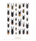 Wandkalender Wunderwelt Insekten 2020