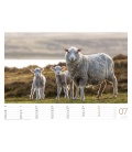 Nástěnný kalendář Ovce / Schafe 2020