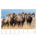 Nástěnný kalendář Ovce / Schafe 2020