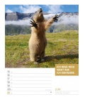 Wandkalender Tierisch Sprüchekalender - Wochenplaner 2020