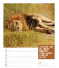 Wandkalender Tierisch Sprüchekalender - Wochenplaner 2020