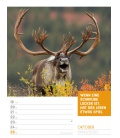 Wall calendar Tierisch Sprüchekalender - Wochenplaner 2020