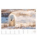 Wall calendar Eisbären 2020