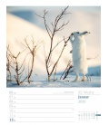 Wall calendar Faszination Alpenwelt - Wochenplaner 2020