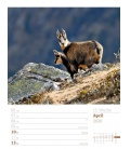 Wall calendar Faszination Alpenwelt - Wochenplaner 2020