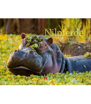 Wall calendar Nilpferde - Flusspferde 2020