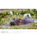 Nástěnný kalendář Hroši / Nilpferde 2020
