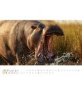 Wall calendar Nilpferde - Flusspferde 2020