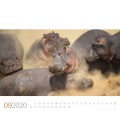 Nástěnný kalendář Hroši / Nilpferde 2020