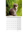 Wall calendar Katzen 2020