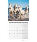 Wall calendar Pferde 2020
