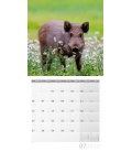 Wall calendar Schweinchen 2020