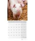 Wall calendar Schweinchen 2020