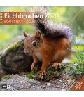Nástěnný kalendář Veverky / Eichhörnchen 2020
