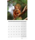 Nástěnný kalendář Veverky / Eichhörnchen 2020