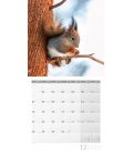 Wandkalender Eichhörnchen 2020