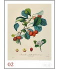 Nástěnný kalendář Ovoce / Alte Obstsorten 2020