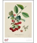 Nástěnný kalendář Ovoce / Alte Obstsorten 2020
