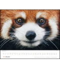 Wall calendar Porträts bedrohter Tiere 2020