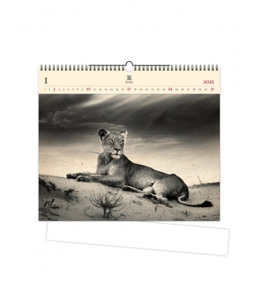 Wall calendar Lioness (motive on the wooden material) 2021
