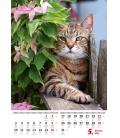 Nástěnný kalendář Kočičky/Mačičky 2021