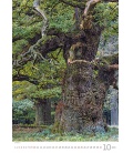 Nástěnný kalendář Trees/Baume/Stromy 2021