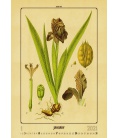 Nástěnný kalendář Herbarium 2021