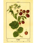 Nástěnný kalendář Herbarium 2021