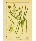 Wandkalender Herbarium 2021