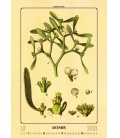 Wall calendar Herbarium 2021