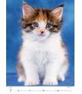 Nástěnný kalendář Kittens/Katzenbabys/Koťátka/Mačičky 2021