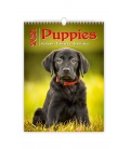 Wall calendar Puppies/Welpen/Štěňátka/Šteniatka 2021