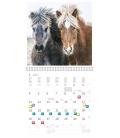 Wall calendar Horses 2021