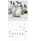Wall calendar Baby Animals 2021