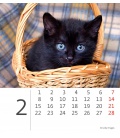 Stolní kalendář Mini Kittens 2021