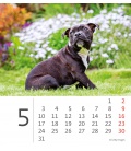 Table calendar Mini Puppies 2021