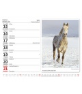 Stolní kalendář MiniMax Koně/Kone 2021