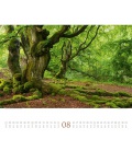 Wandkalender Wald Kalender 2021