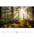 Wandkalender Wald Kalender 2021